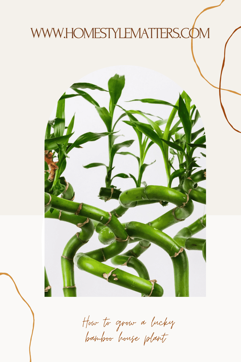 How to grow a lucky bamboo house plant 1