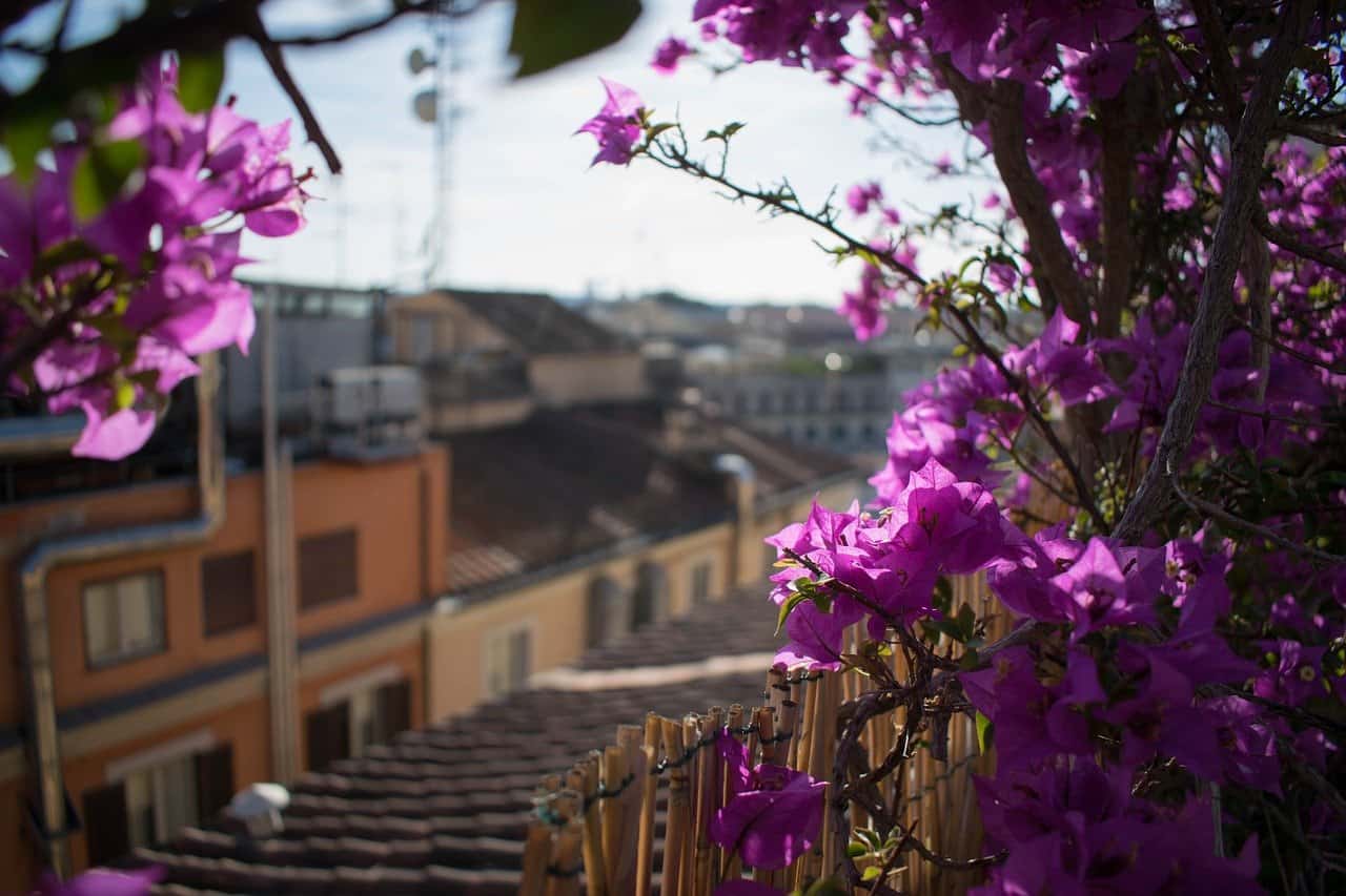 Roof Garden Ideas