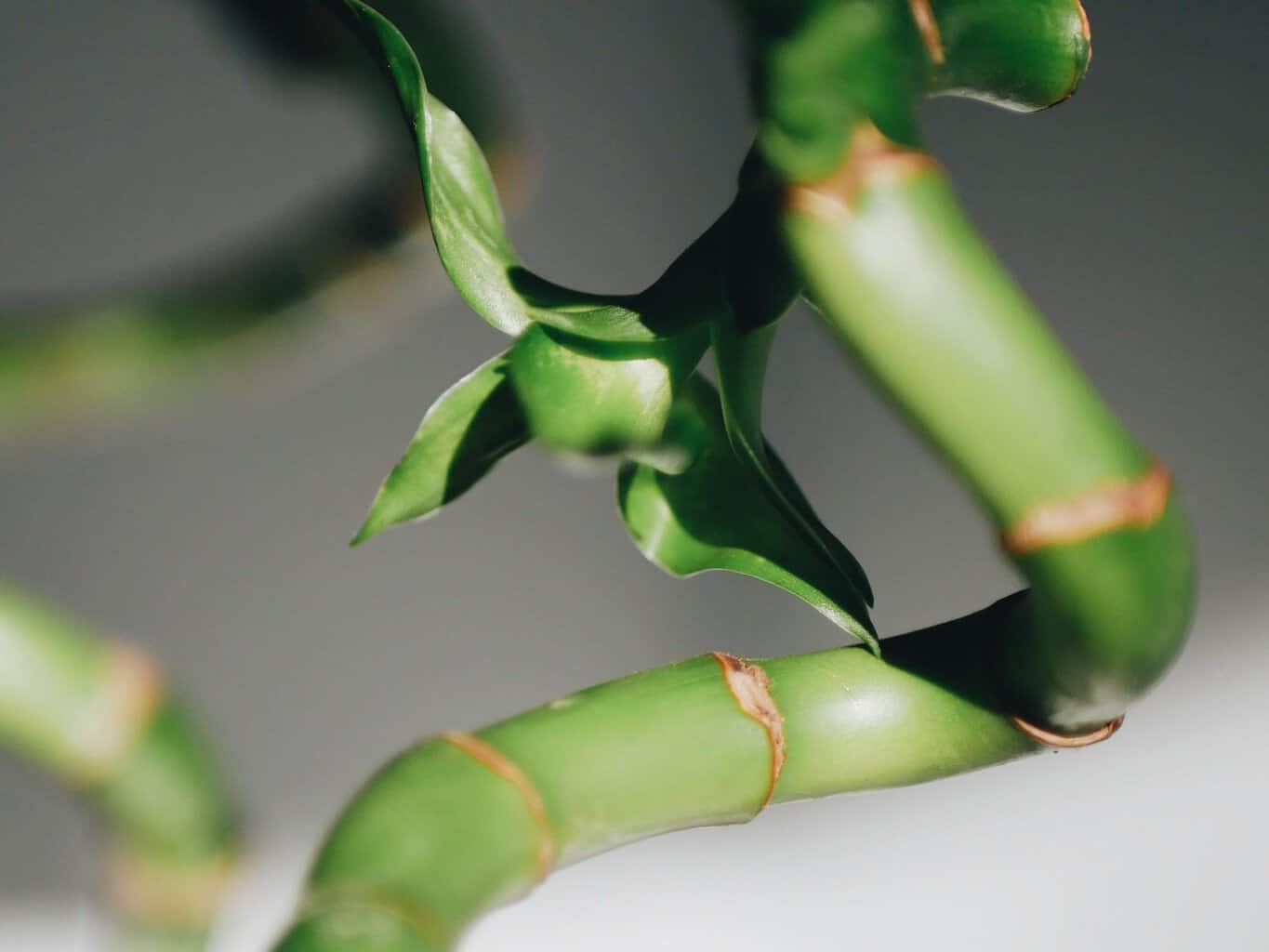 How to grow a lucky bamboo house plant