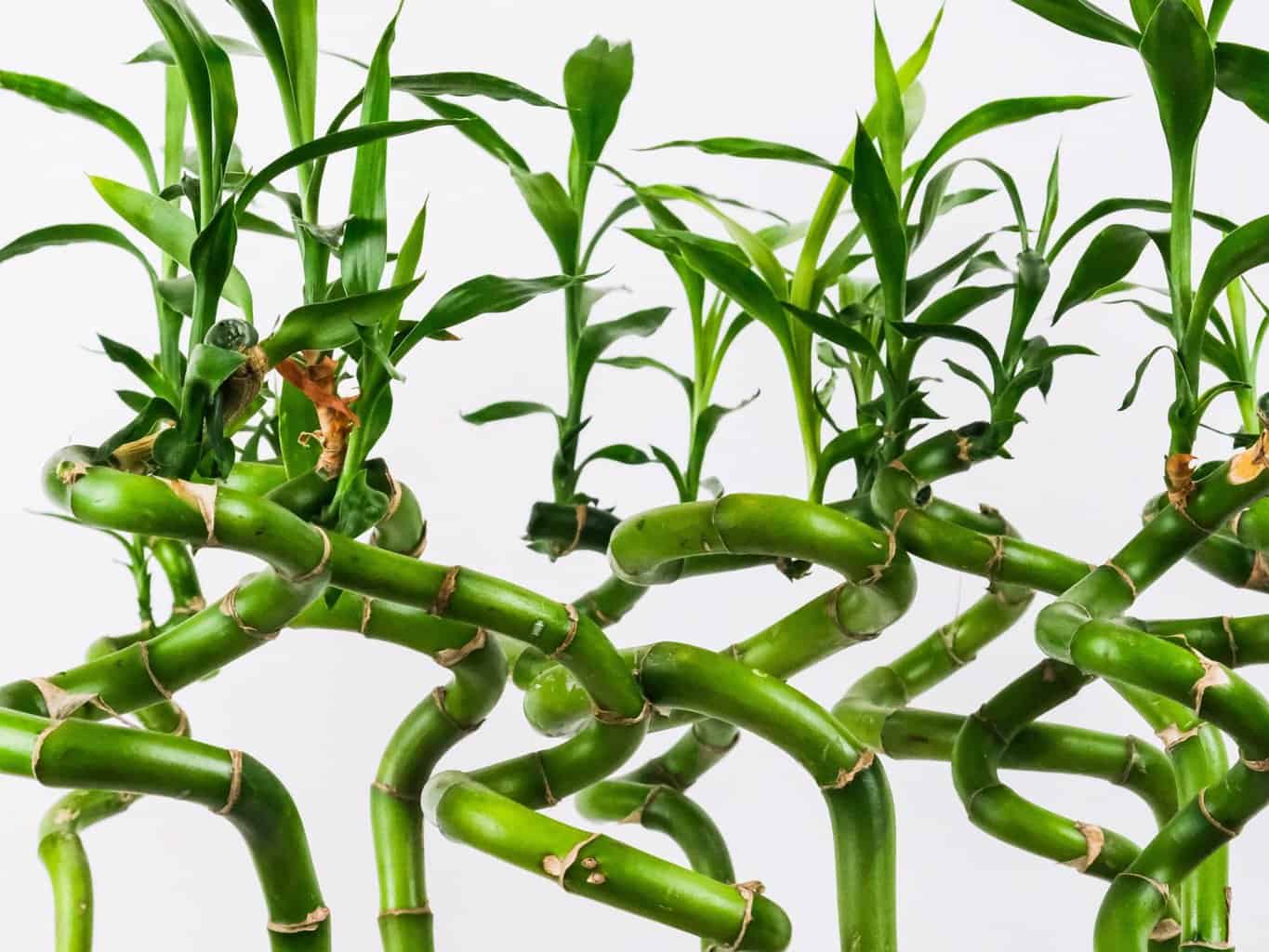 - Revitalize Your Lucky Bamboo: Unlocking Its Hidden Potential With Fertilizer