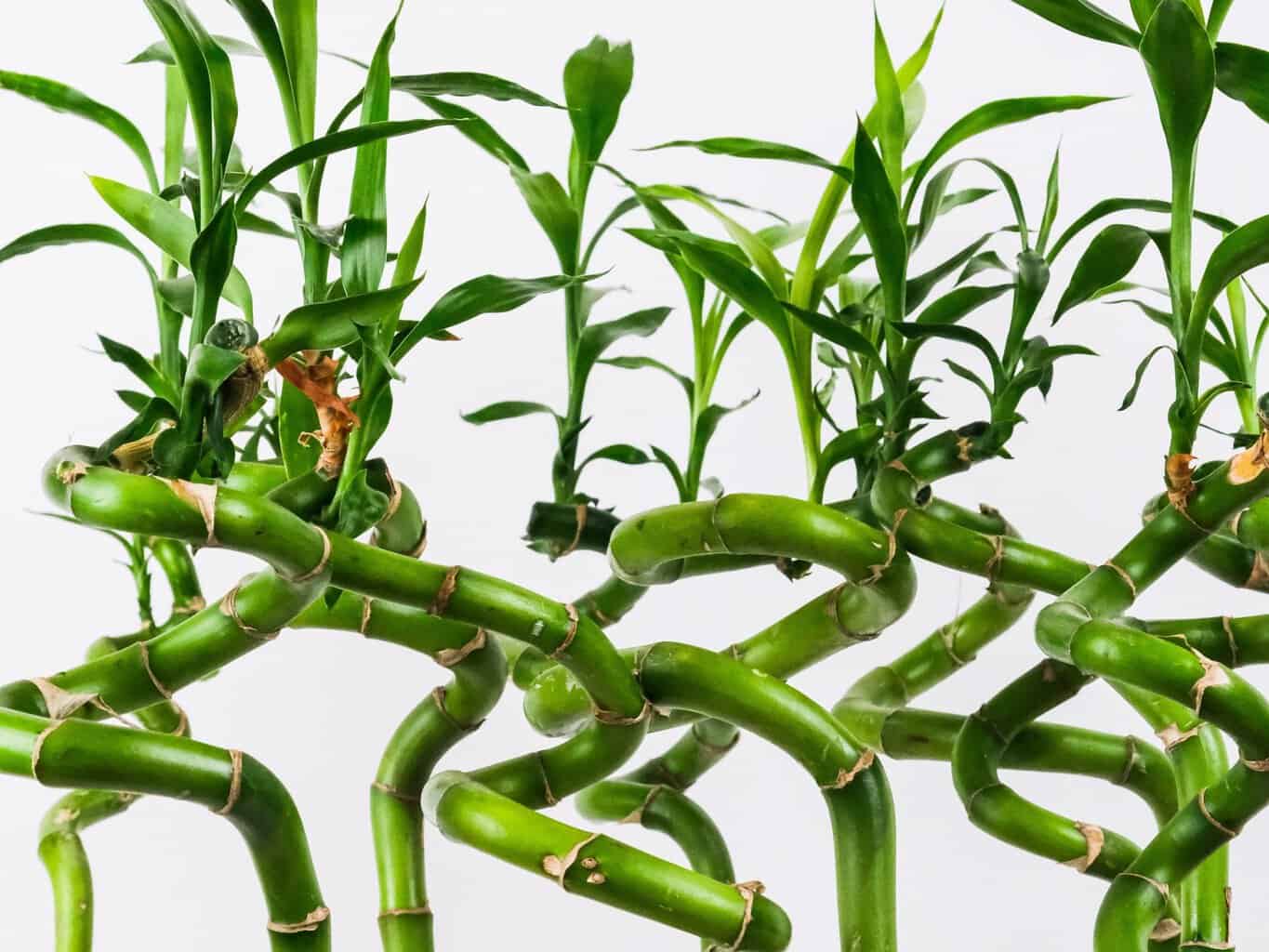 How to grow a lucky bamboo house plant