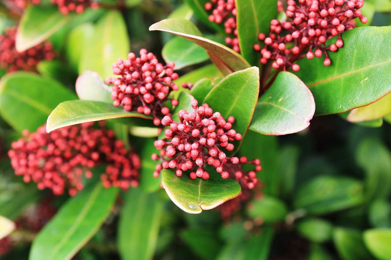 Japanese Skimmia