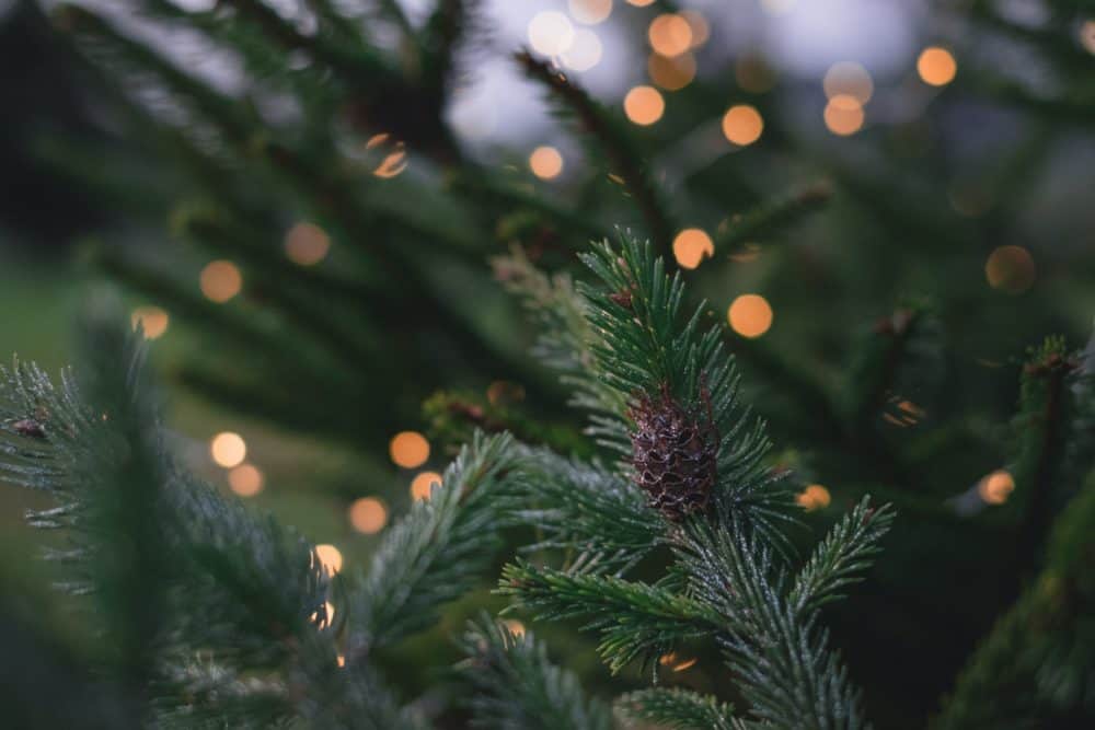 Christmas Decorating Tips For An Outdoor Tree 2