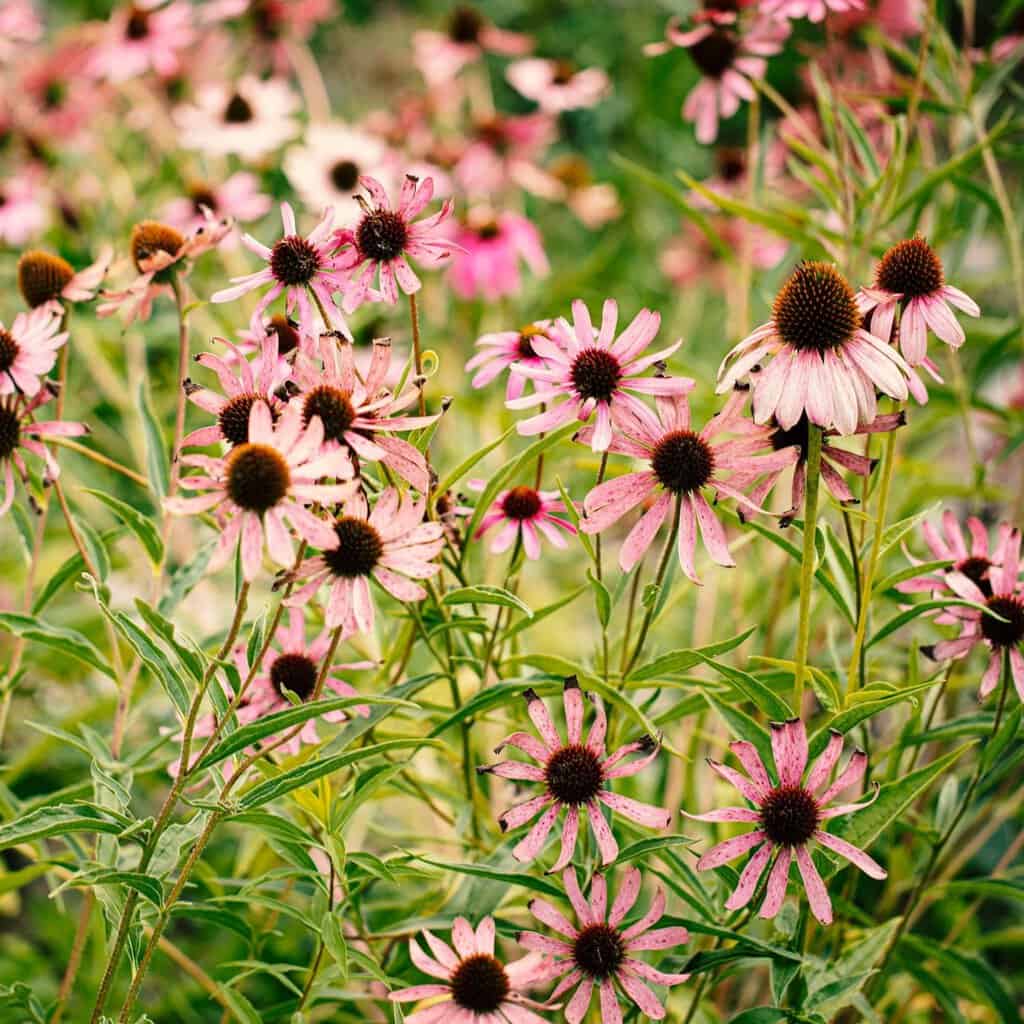 A Quick And Easy Guide To Growing Perennials This Year 3