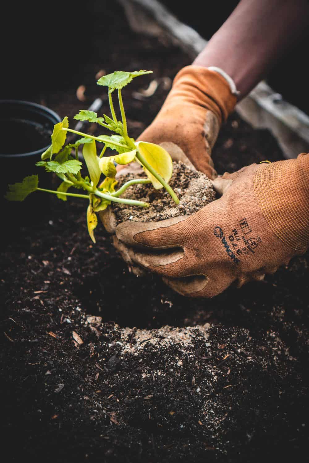 A Quick And Easy Guide To Growing Perennials This Year 2