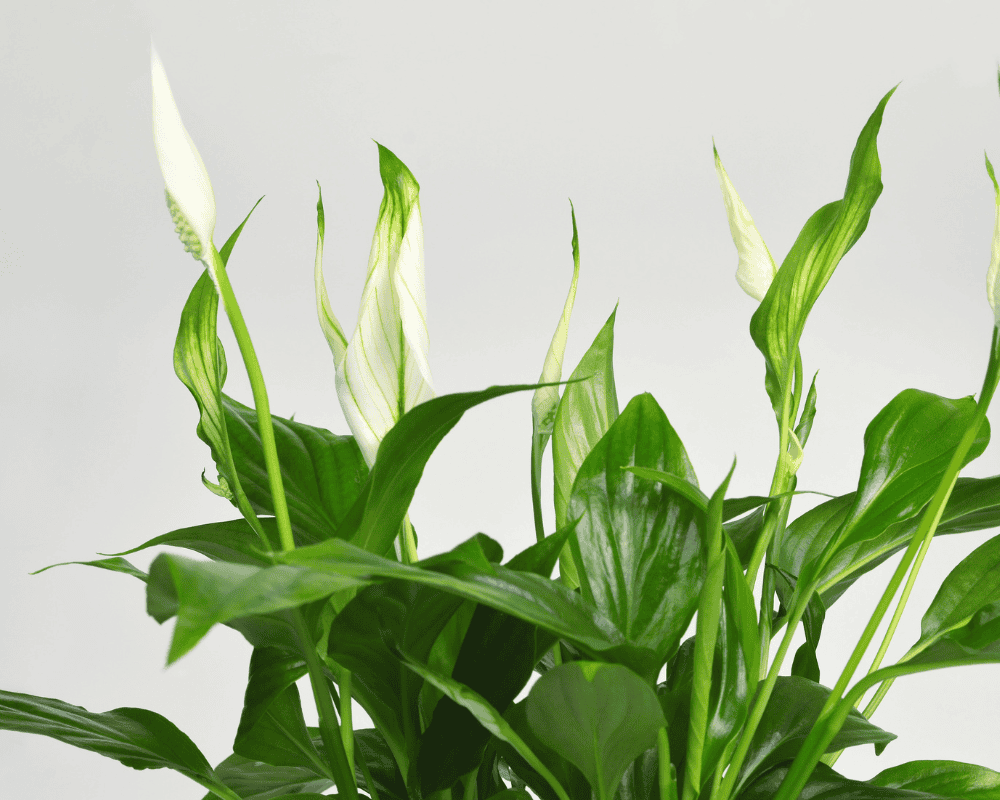 Peace Lily