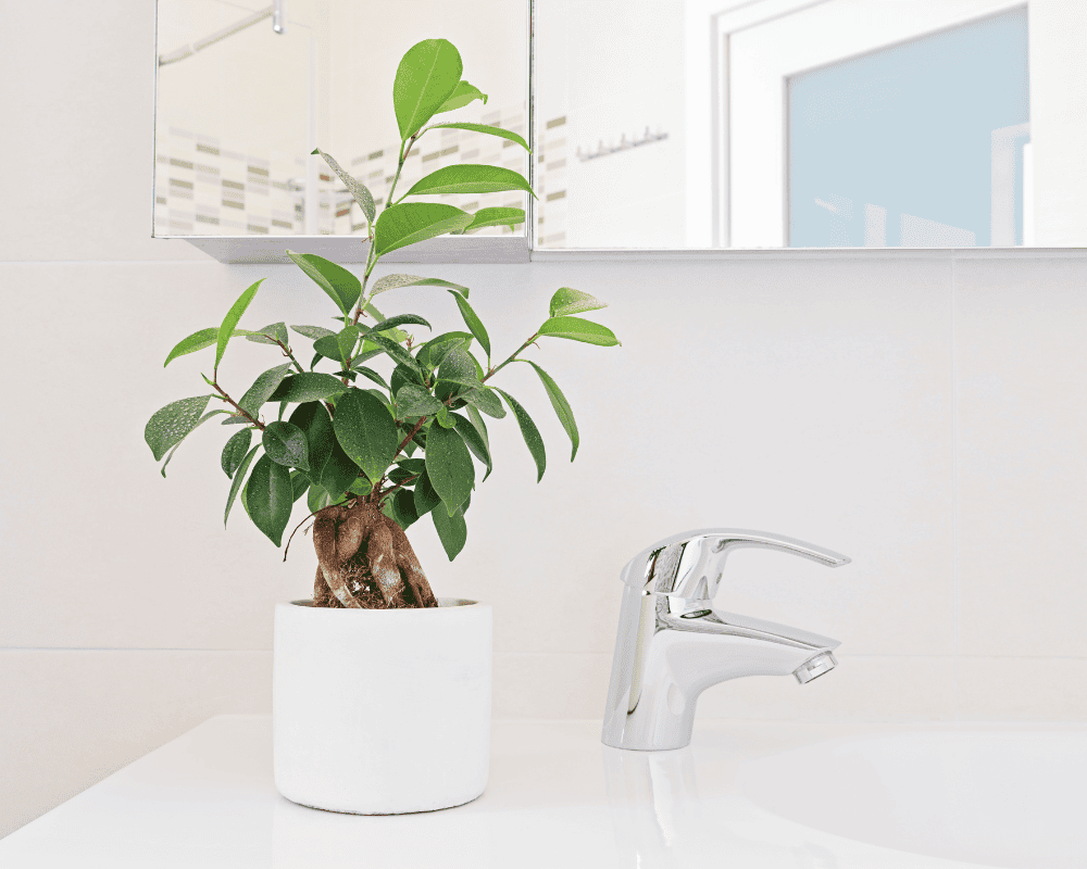 Feng Shui bathroom plants