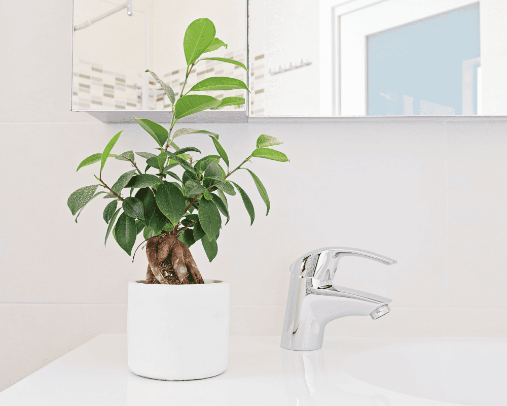 21+ Feng Shui Bathroom Plants