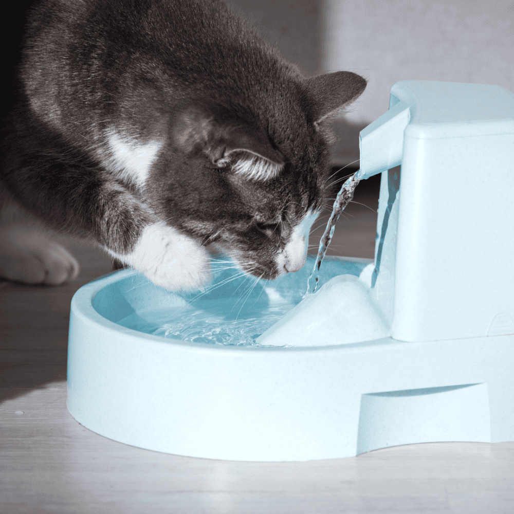 Keeping Your Cat Cool
