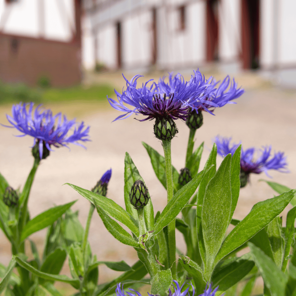 Embrace Elegance and Serenity: Cornflower Blue Home Decor Trend