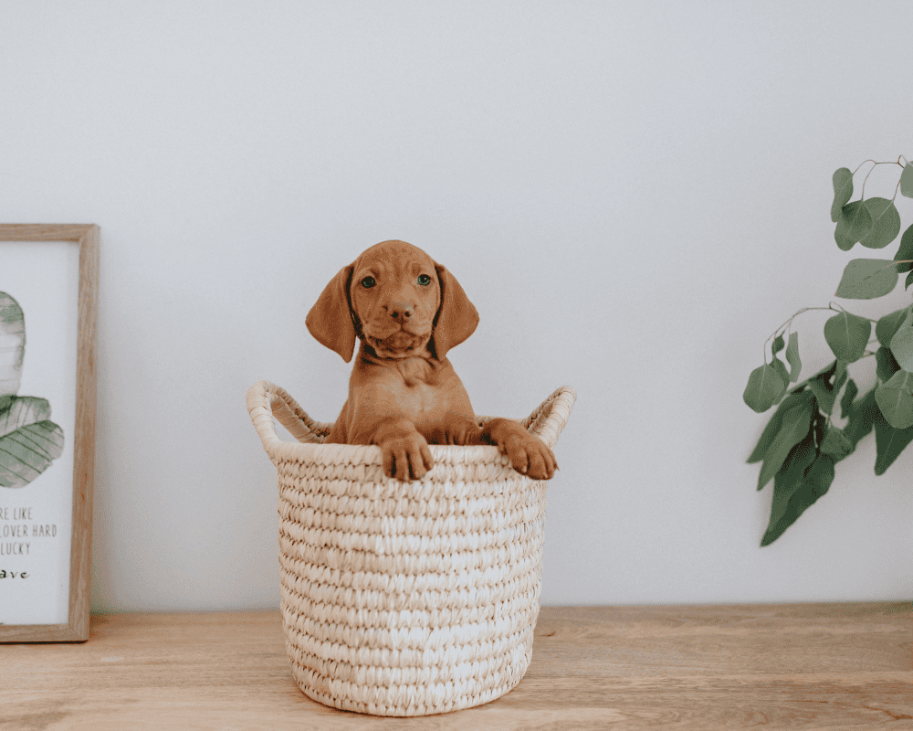 Bringing Puppies Into Your Home