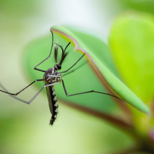 The hidden battle against mosquitoes: Scenting victory with plants 5