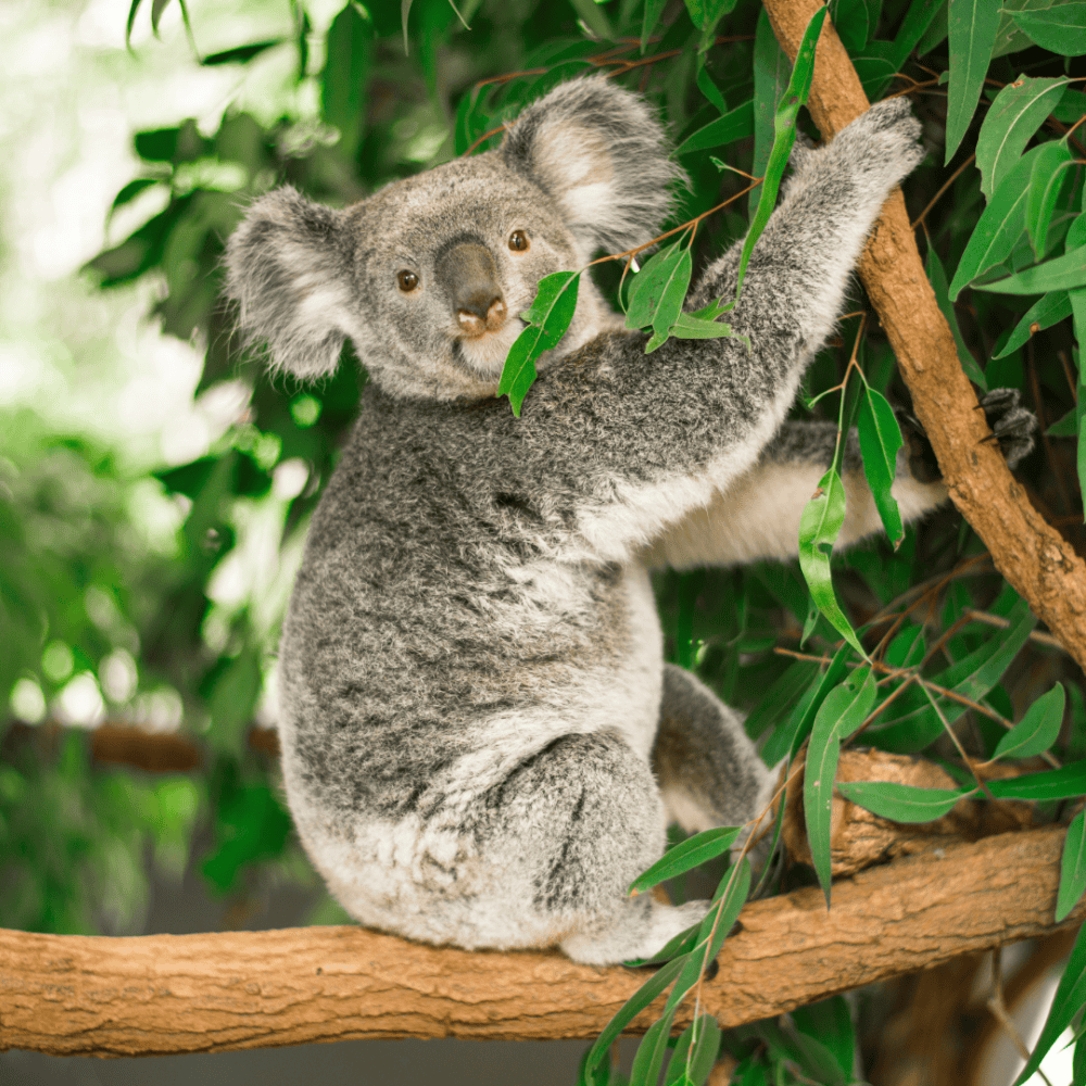 Eucalyptus