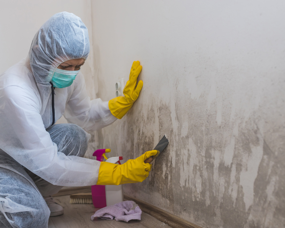 4 Reasons For Using a Mold Remediation Service 1