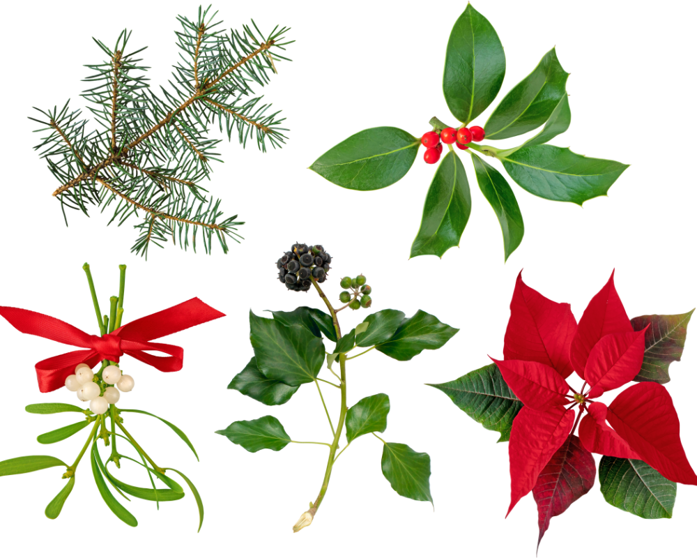 Mistletoe and Holly