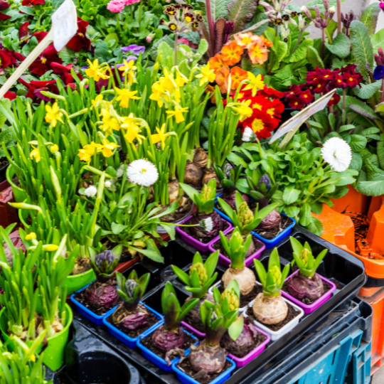 Blooms on the Horizon: Preparing Your Garden for Spring 2
