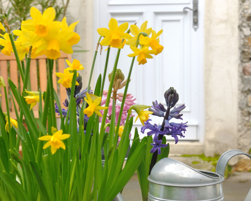 Spring Garden Favourites to Brighten Your Space
