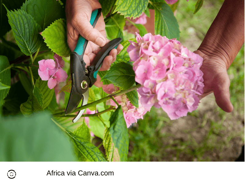 Pruning Hydrangeas