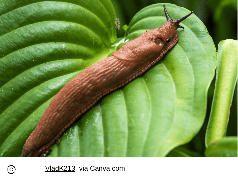 Protect Hostas from Slugs