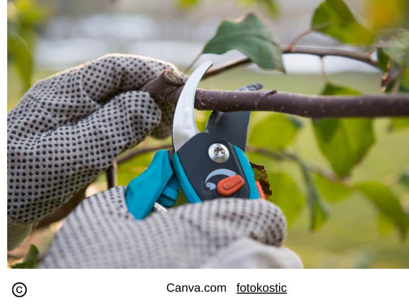 Pruning and Deadheading