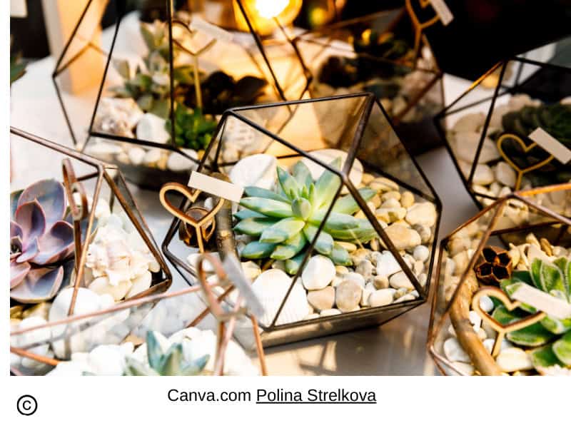 Bring the Outdoors In with a Beautiful Terrarium Indoor Succulent Display 1