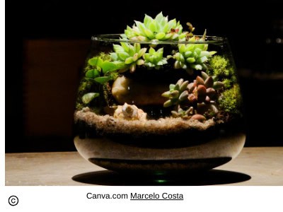 Bring the Outdoors In with a Beautiful Terrarium Indoor Succulent Display 6