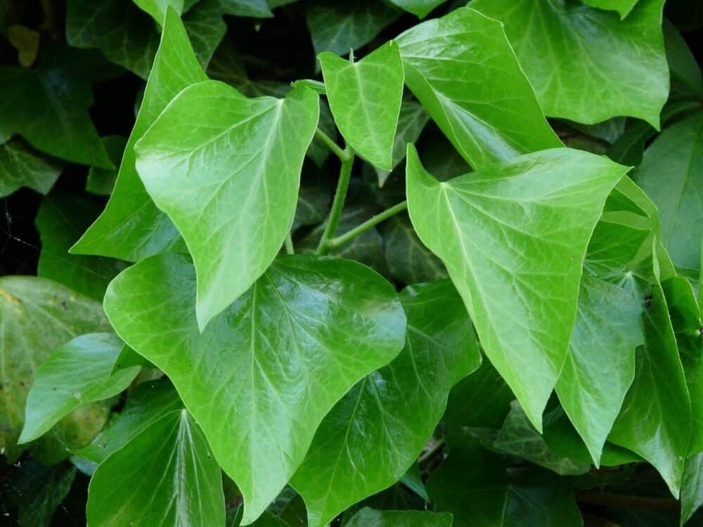 English Ivy (Hedera Helix)