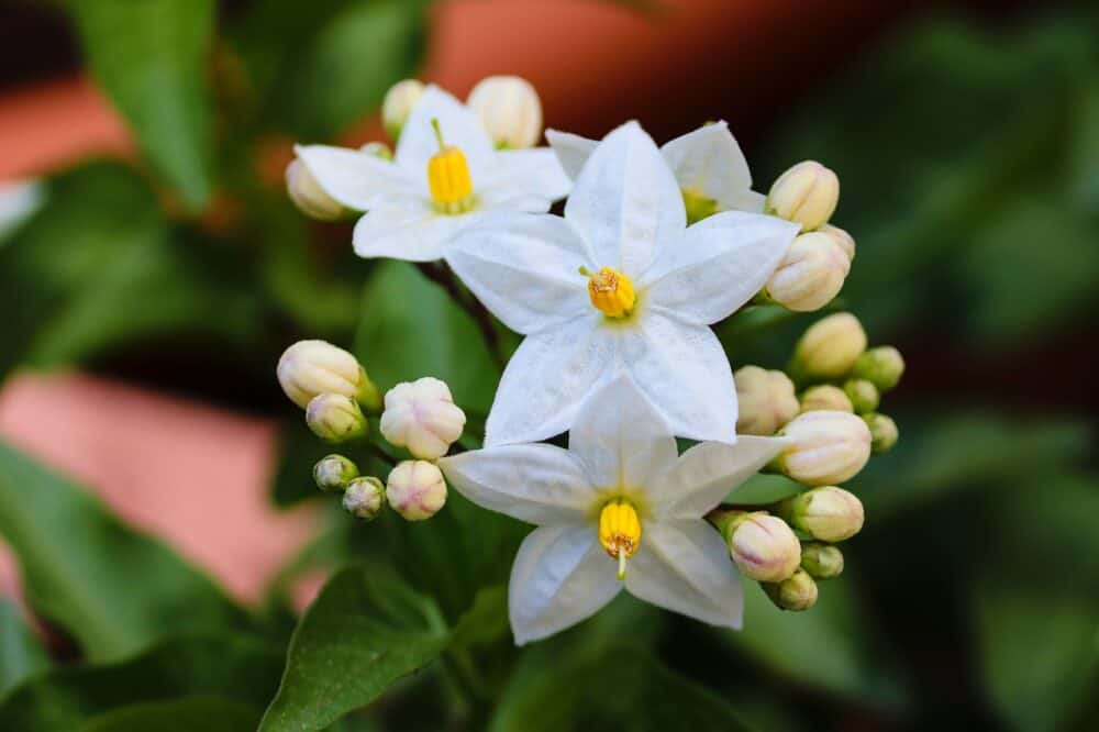 Jasmine (Jasminum)