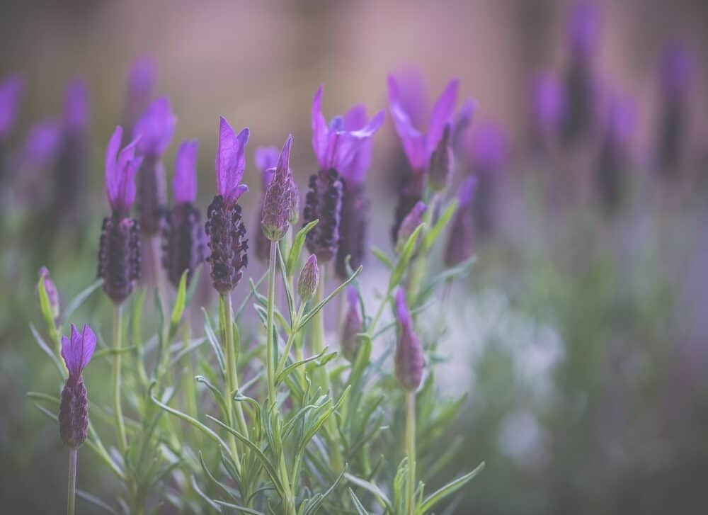 Lavender (Lavandula)