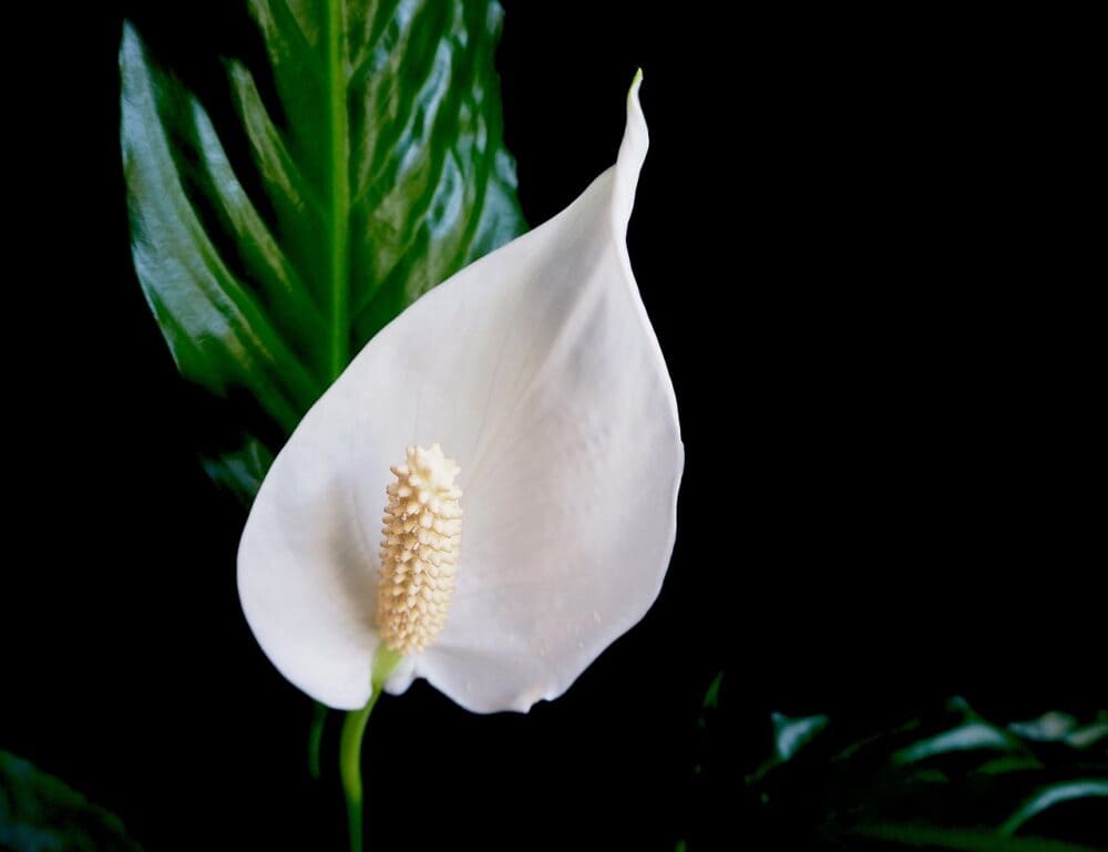 Peace Lily (Spathiphyllum)