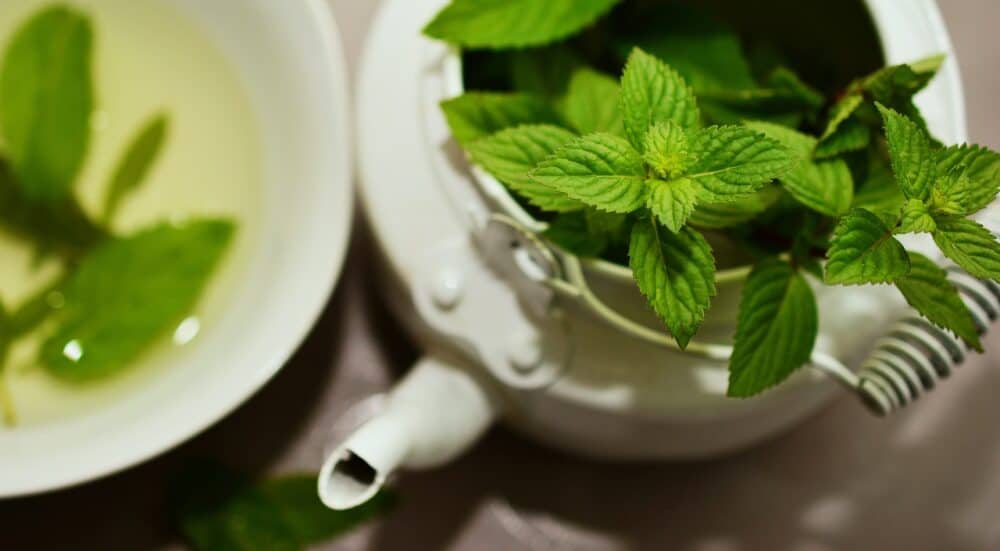 Mint (Mentha)