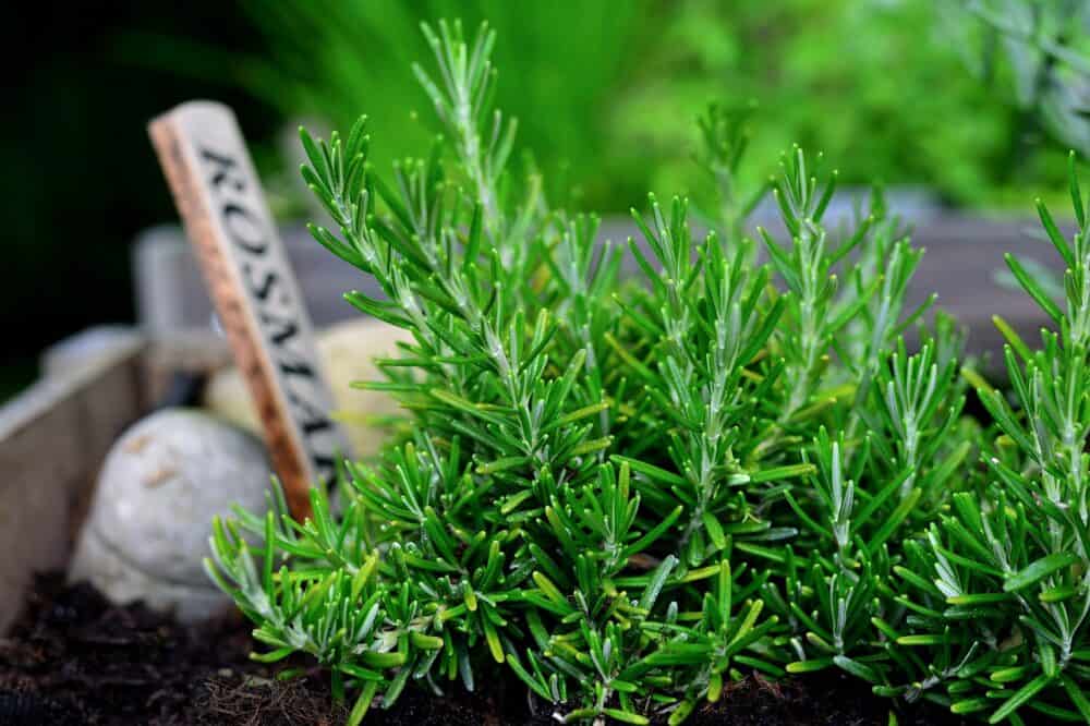 Rosemary (Rosmarinus Officinalis)