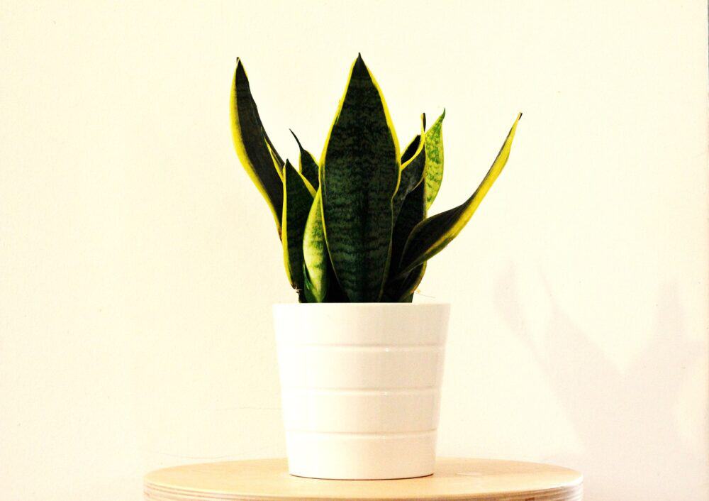 Snake Plant (Sansevieria Trifasciata)