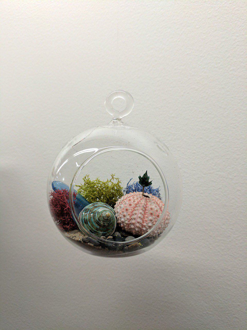 Shell Terrariums