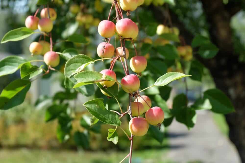 Fruits