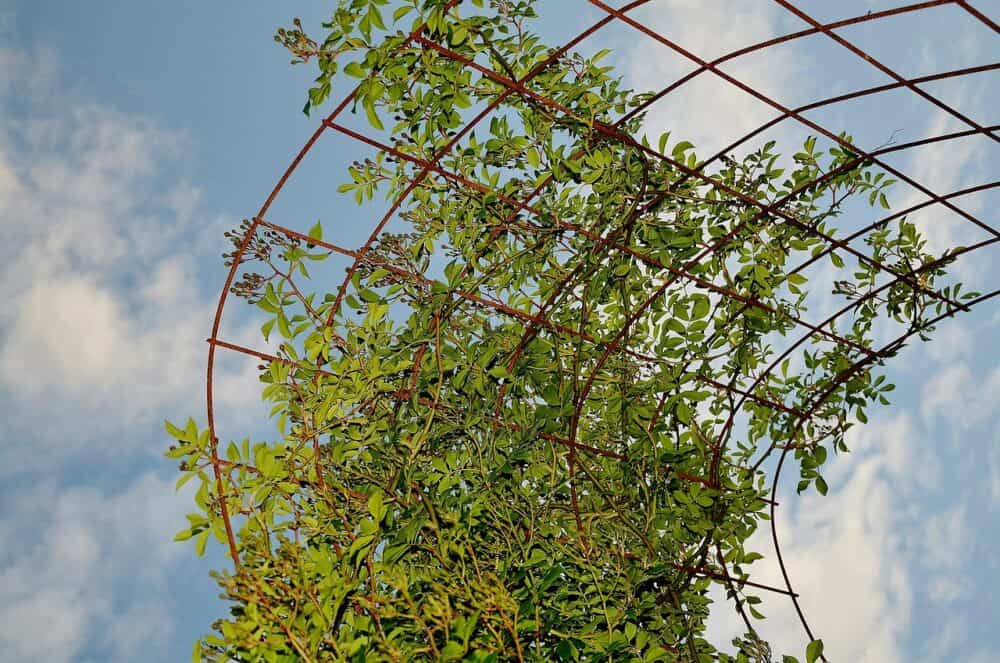 Trellises with Climbing Plants