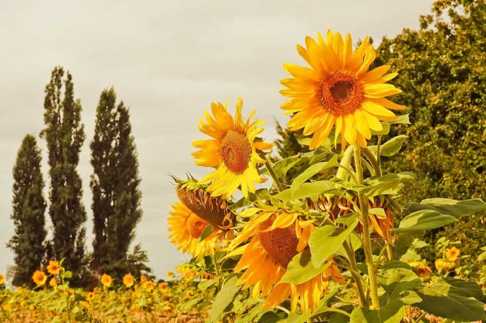 Flowers