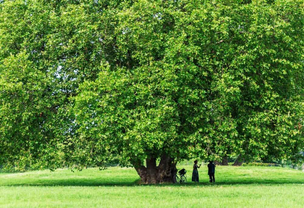 Shade Trees