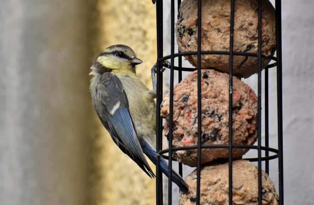 Protect Wildlife: Bird Feeders and Nesting Spots