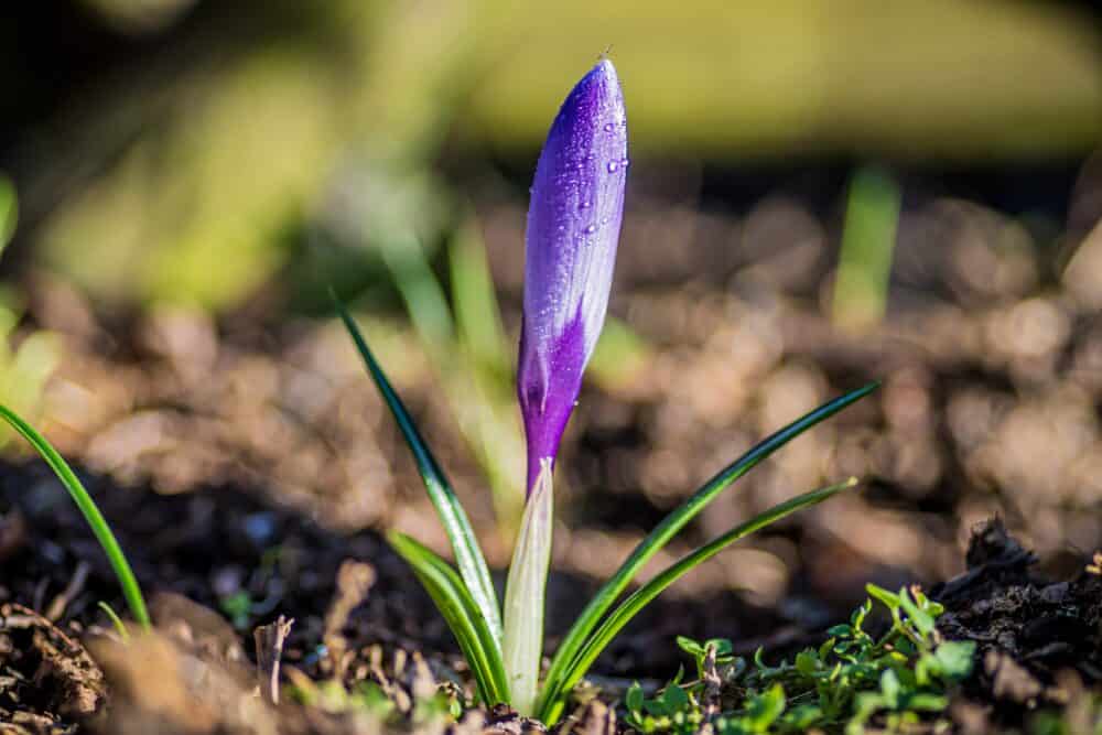 Bulbs to Plant Now for Spring Color