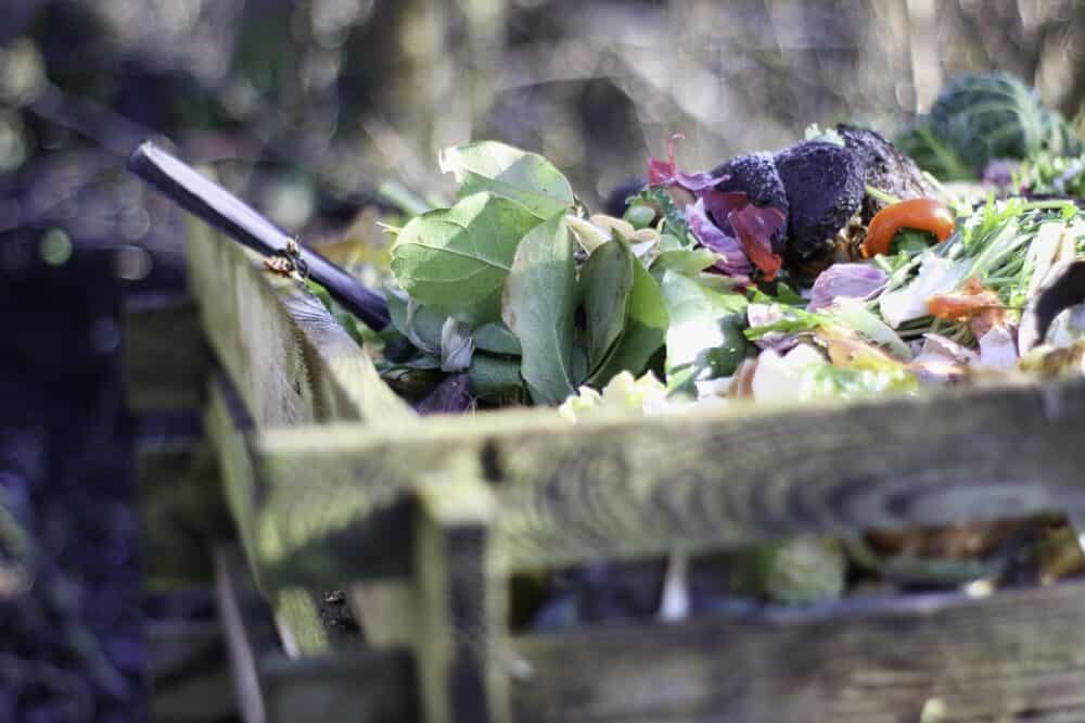 Clear and Compost Summer Vegetables