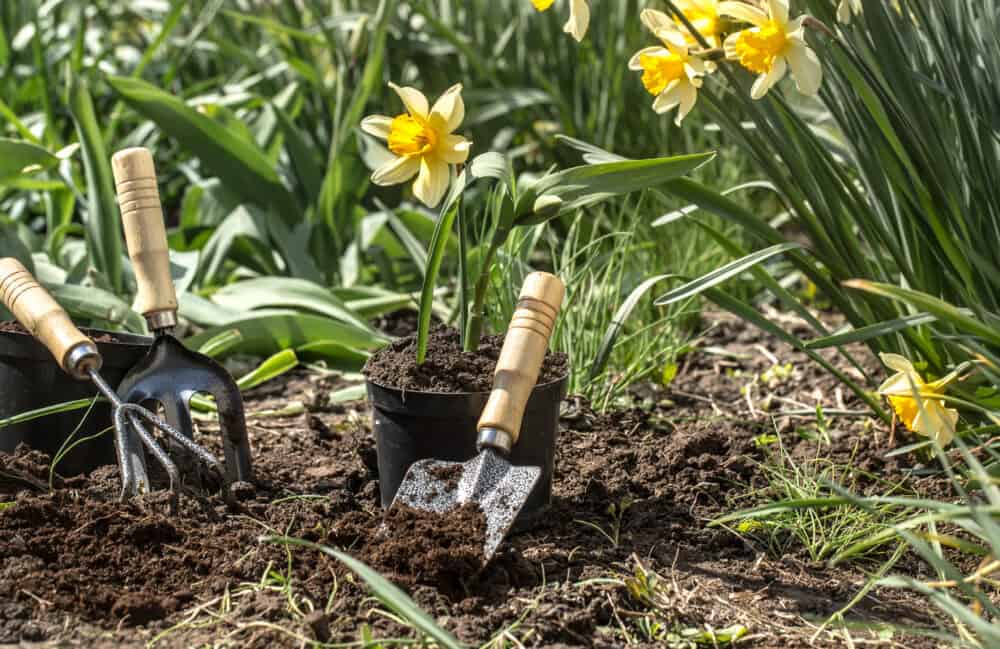 Bulbs to Plant Now for Spring Color