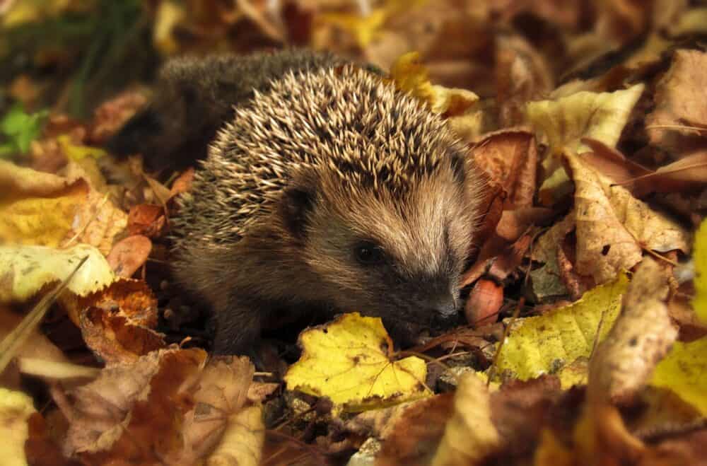 Control the Autumn Leaves in the Garden