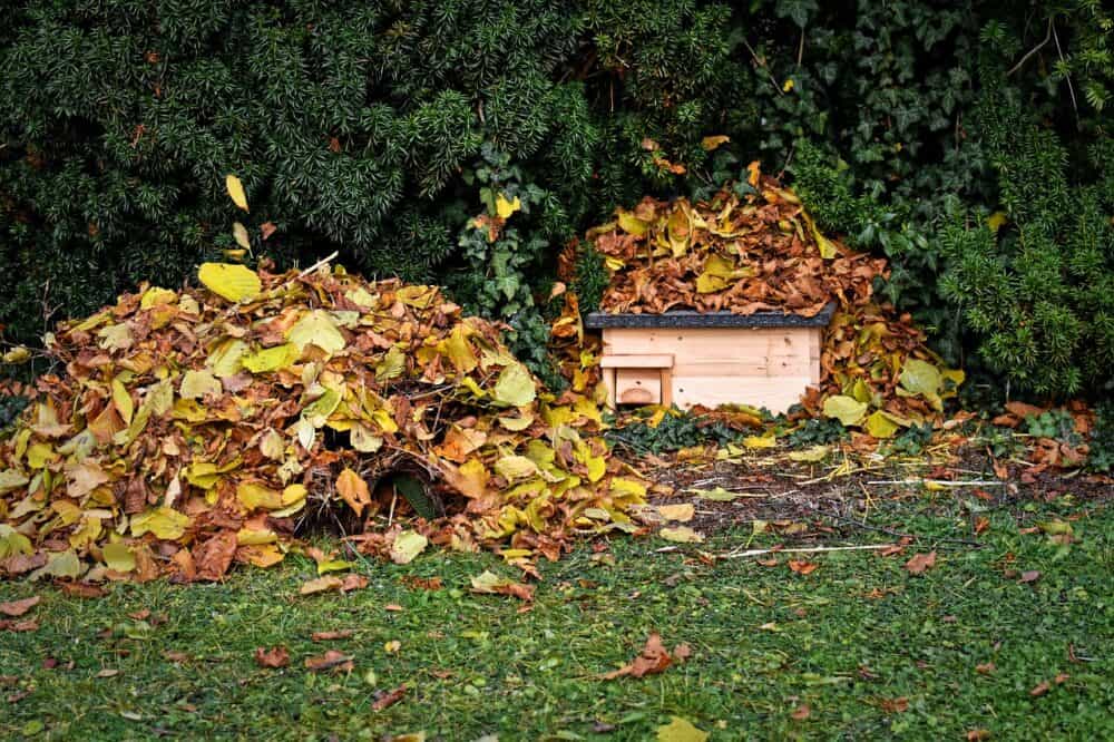 Autumn Leaf Mold