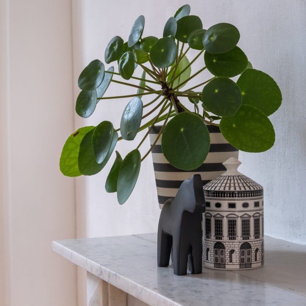 Chinese Money Plant (Pilea Peperomioides)