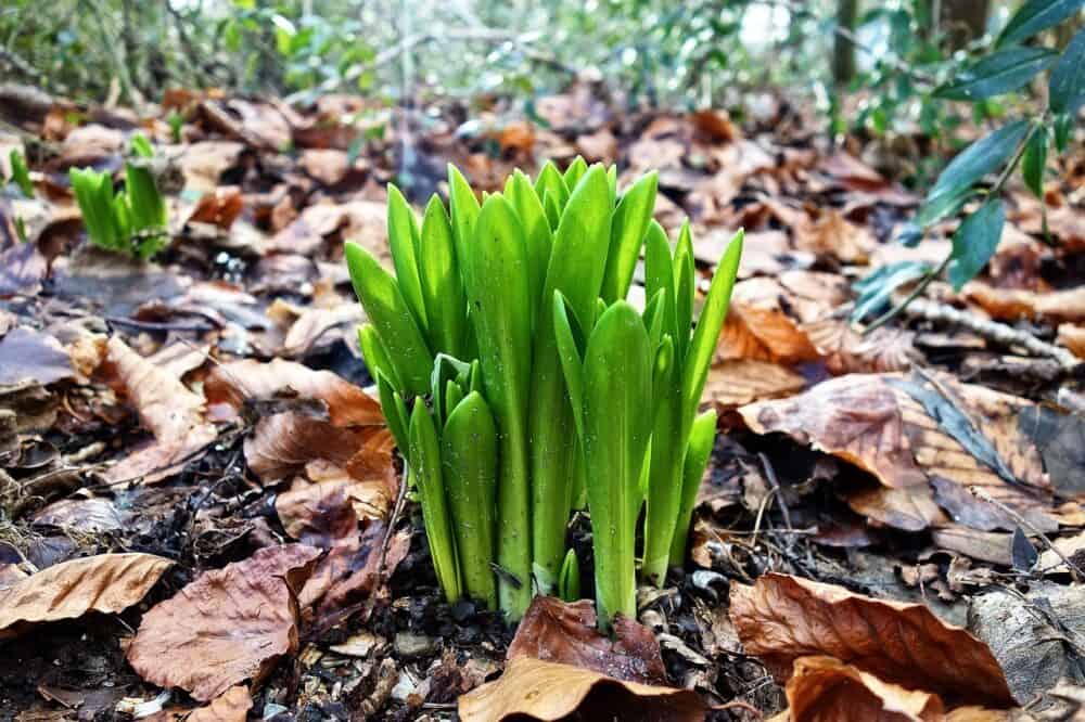 January Preparation for Your Spring Garden