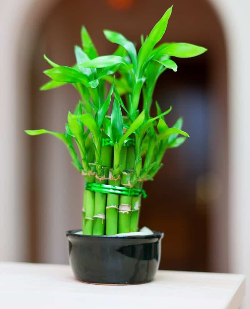 Lucky Bamboo Plant