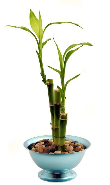 Use Living Energy to Attract Growth Use Living Energy to Attract Growth