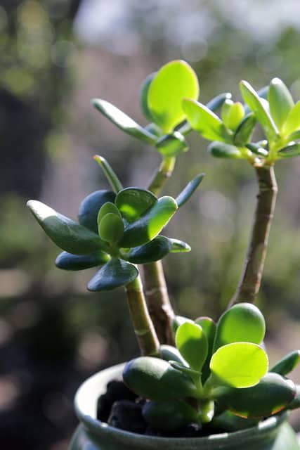 Use Living Energy to Attract Growth Use Living Energy to Attract Growth