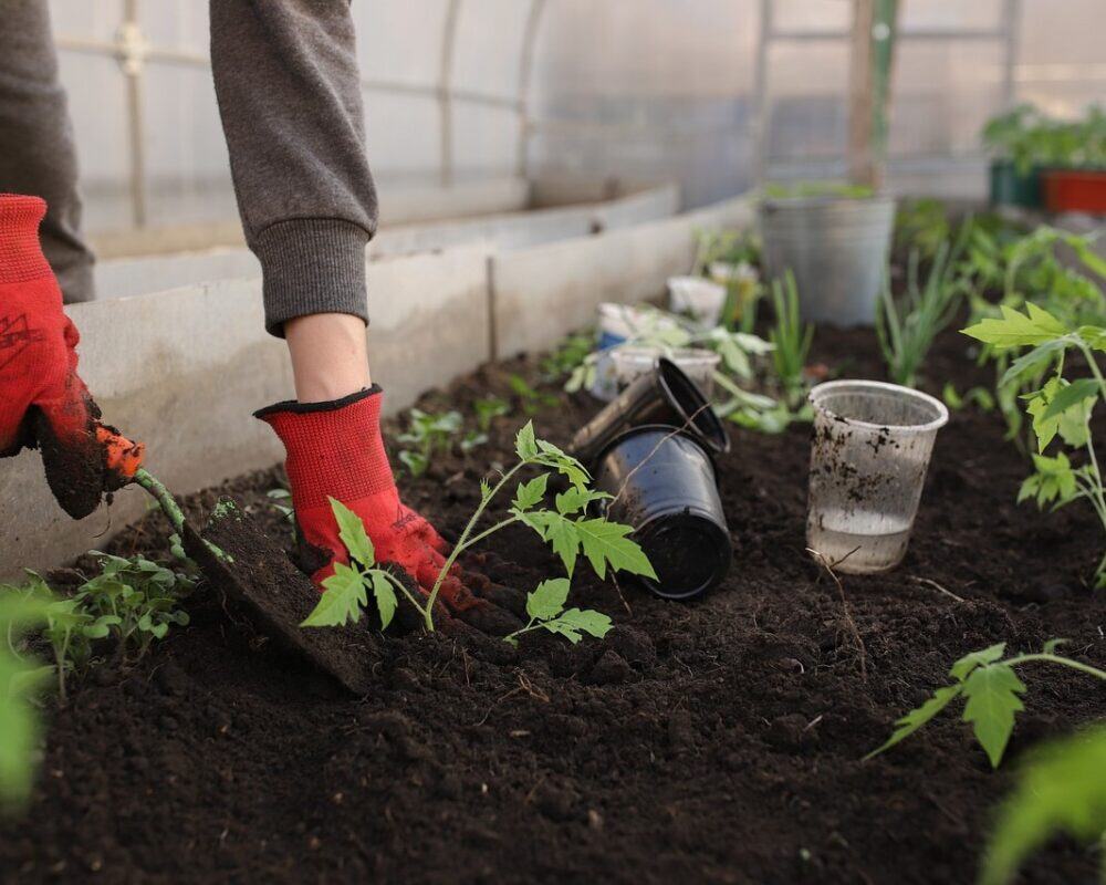 Vegetables to plant in May Vegetables to plant in May